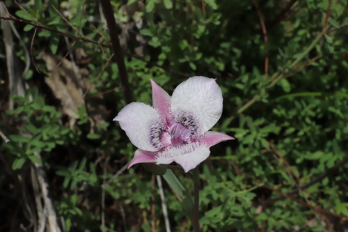 Calochortus tolmiei (Tolmie's pussy ears) (alternate view 9)