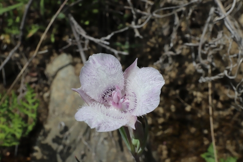Calochortus tolmiei (Tolmie's pussy ears) (alternate view 10)