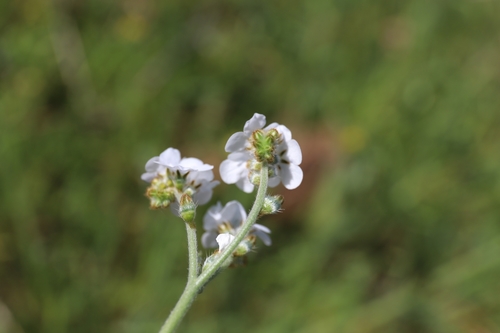 Plagiobothrys nothofulvus (Rusty Popcornflower)