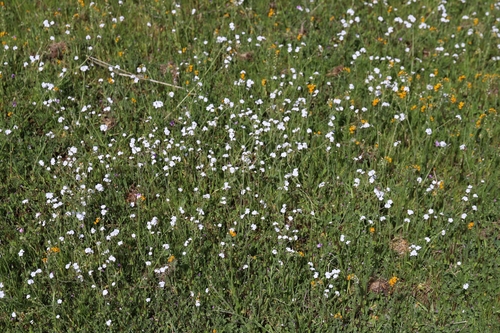 Plagiobothrys nothofulvus (Rusty Popcornflower) (alternate view 2)