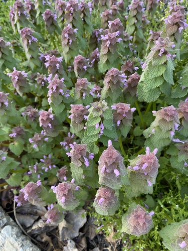 Lamium purpureum (red deadnettle)