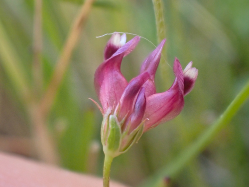 Trifolium (clovers) (alternate view 2)