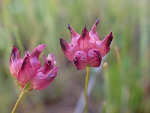 Trifolium (clovers)