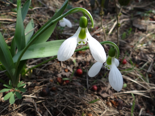 Galanthus elwesii (Giant Snowdrop)