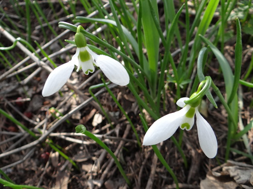 Galanthus elwesii (Giant Snowdrop) (alternate view 2)