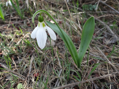 Galanthus elwesii (Giant Snowdrop) (alternate view 3)