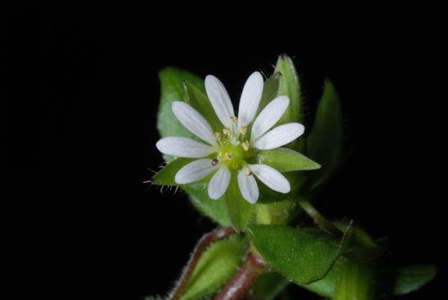 Stellaria media (chickweed) (alternate view 2)