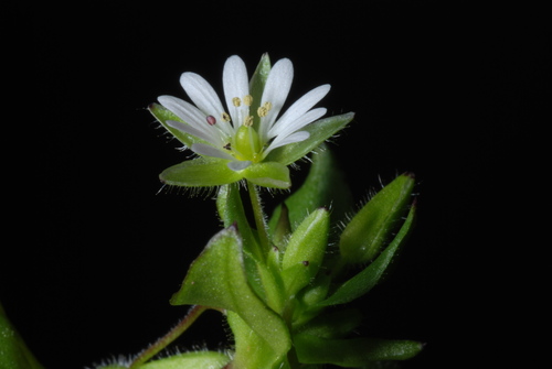 Stellaria media (chickweed) (alternate view 3)
