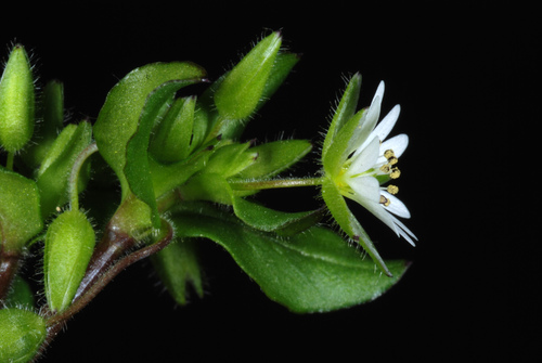 Stellaria media (chickweed) (alternate view 4)