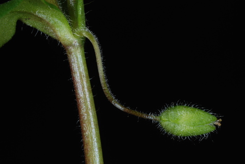 Stellaria media (chickweed) (alternate view 5)