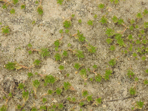 Portulaca pilosa (shaggy portulaca) (alternate view 6)