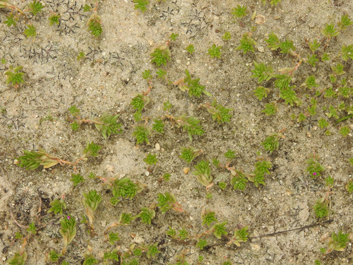 Portulaca pilosa (shaggy portulaca) (alternate view 7)