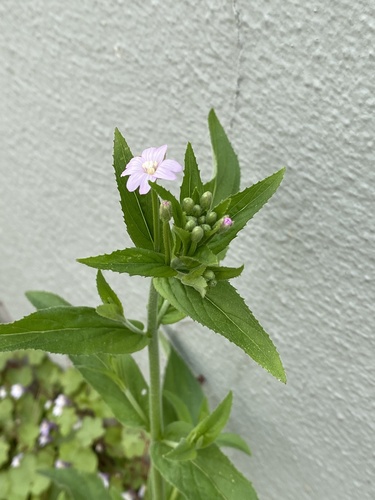 Epilobium parviflorum (Hoary Willowherb)