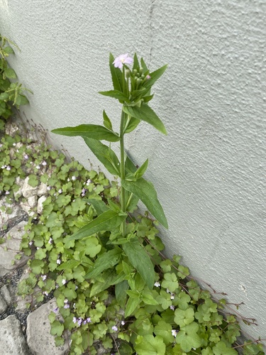 Epilobium parviflorum (Hoary Willowherb)