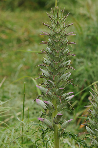 Acanthus spinosus (Spiny Bear's Breeches) (alternate view 4)