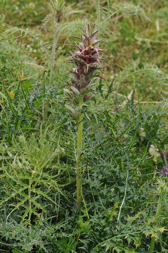 Acanthus spinosus (Spiny Bear's Breeches) (alternate view 5)