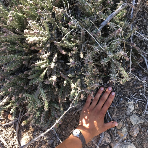 Cylindropuntia whipplei (Whipple's Cholla)