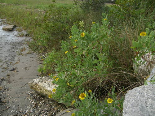 Borrichia frutescens (sea ox-eye) (alternate view 2)