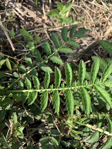 Agrimonia parviflora (swamp agrimony) (alternate view 2)