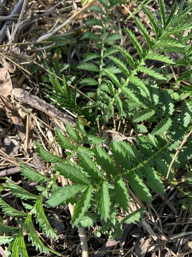 Agrimonia parviflora (swamp agrimony) (alternate view 3)