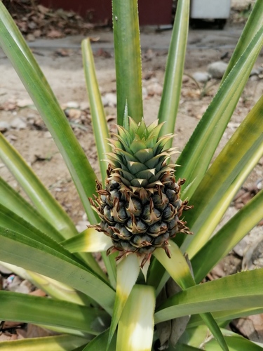 Ananas comosus (Pineapple Plant)