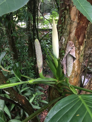 Monstera adansonii (Swiss Cheese Vine)