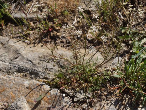 Conopodium majus (Pignut)