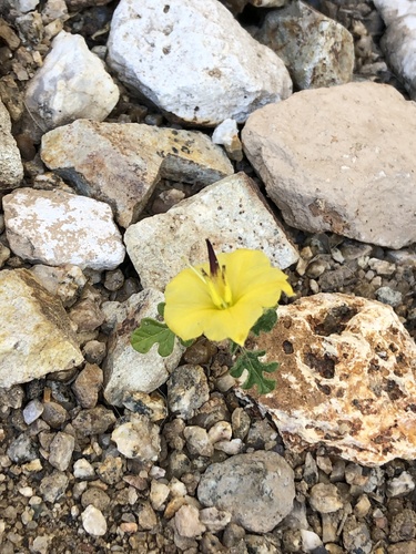 Solanum rostratum (buffalobur)