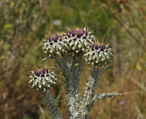 Onopordum (cotton thistles) (alternate view 7)