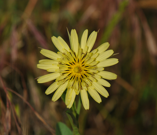 Tragopogon pratensis (meadow salsify)