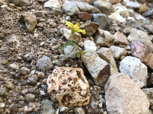 Solanum rostratum (buffalobur) (alternate view 2)