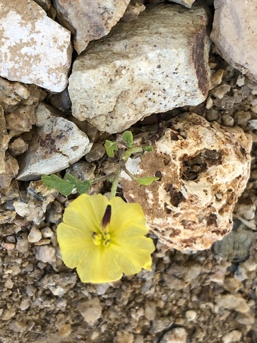 Solanum rostratum (buffalobur) (alternate view 3)
