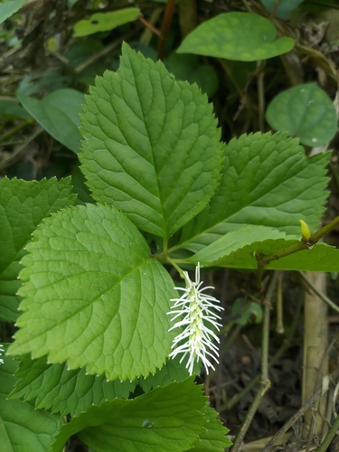 Chloranthus fortunei (alternate view 6)
