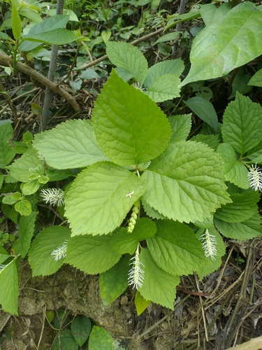 Chloranthus fortunei (alternate view 7)