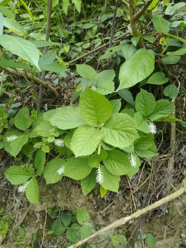 Chloranthus fortunei (alternate view 8)