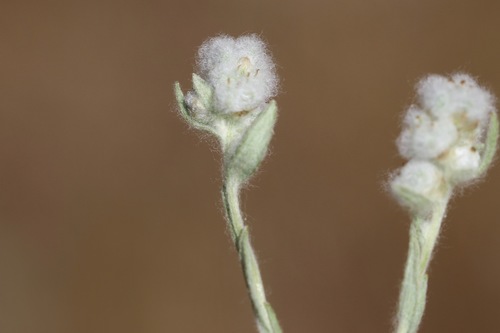 Micropus californicus (Q-tips)