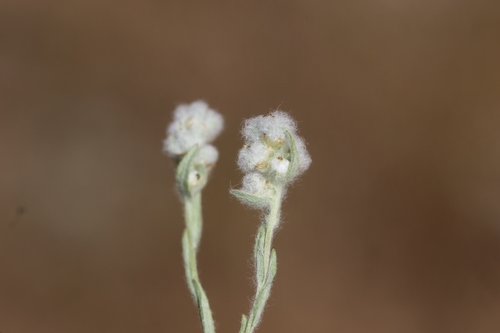 Micropus californicus (Q-tips) (alternate view 2)