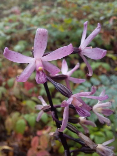 Dipodium roseum (Rosy Hyacinth Orchid) (alternate view 9)