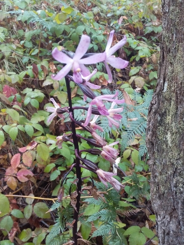 Dipodium roseum (Rosy Hyacinth Orchid) (alternate view 10)