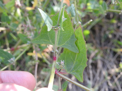 Atriplex prostrata (Creeping Saltbush)
