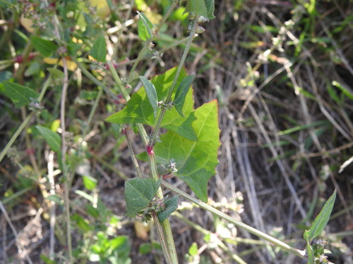 Atriplex prostrata (Creeping Saltbush)