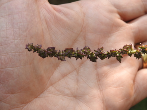 Atriplex prostrata (Creeping Saltbush)