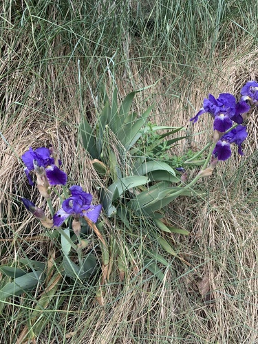 Iris × germanica (Bearded iris) (alternate view 10)