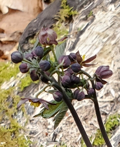 Caulophyllum giganteum (early blue cohosh) (alternate view 4)