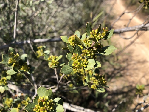 Rhamnus (Buckthorns) (alternate view 6)