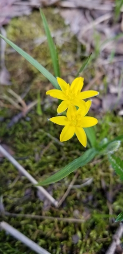 Hypoxis hirsuta (yellow star grass) (alternate view 3)