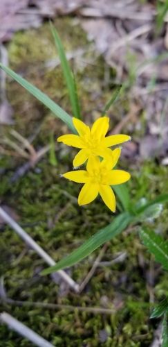 Hypoxis hirsuta (yellow star grass) (alternate view 4)