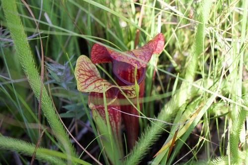 Sarracenia × naczii (Naczi's Pitcher Plant) (alternate view 2)