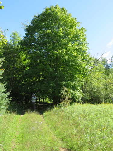 Acer nigrum (black maple)