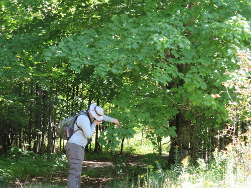Acer nigrum (black maple) (alternate view 2)